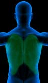Exercises for the Lats