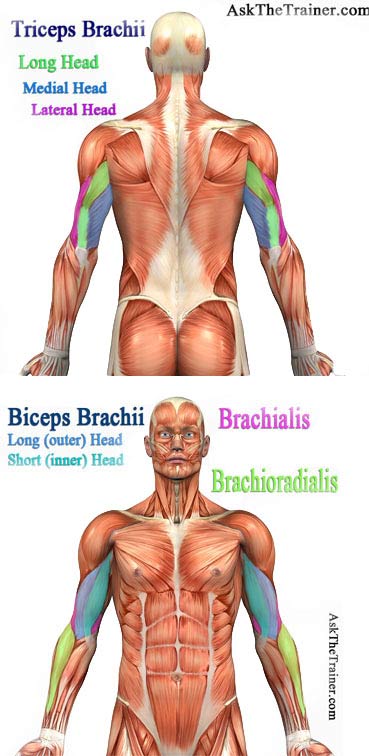 best arms exercises triceps biceps