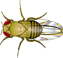 Fruit Flies means Healthy Fruits and Veggies