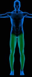 Leg Exercises