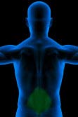 lower back workout videos exercise video erector spinae