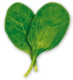 Spinach Best every day foods Popeye