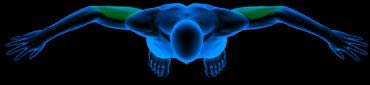 Triceps Total Gym Workout Videos
