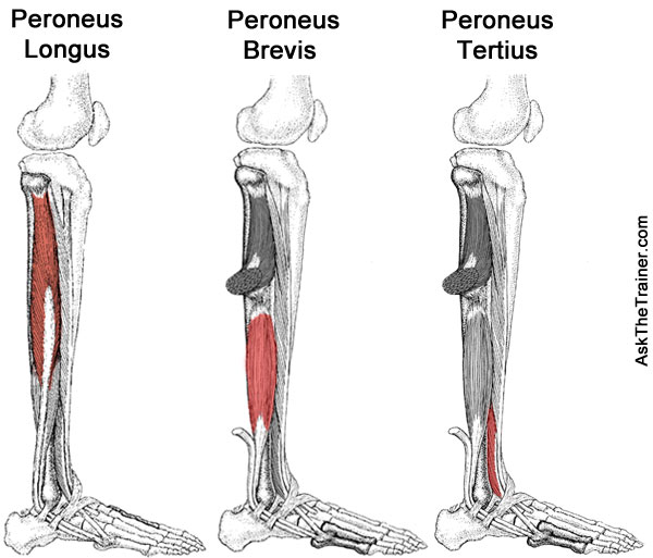 inversion of foot muscles