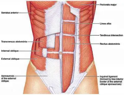 Total gym waist discount exercises